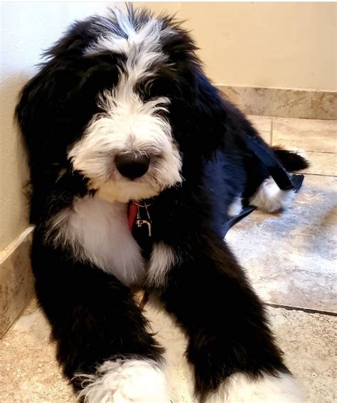  We absolutely adore Charley, our Bernedoodle! He has been so easy to train and has a sweet personality! Cheryle Amanda Shelton-Deal Subscribe to receive updates about future puppies! Join our mailing list for the latest pup-dates Email Address